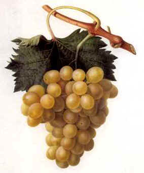 Grapes.jpg (10577 bytes)