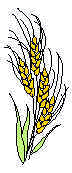 Wheat6.jpg (4192 bytes)